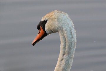Swan Head