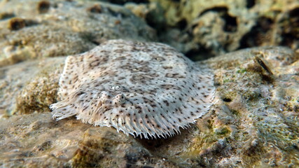 Moses sole. Marble salt, this small salt grows up to 26 cm. Inhabitant on the sandy bottom. It feeds on small benthic invertebrates, crustaceans, and mollusks.

