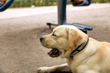 Portrait of a dog breed Labrador close-up. The dog lies on the playground in the city park. Selective focusing.