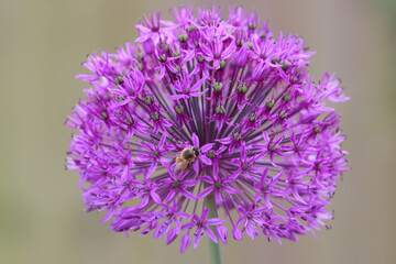 Allium Bee