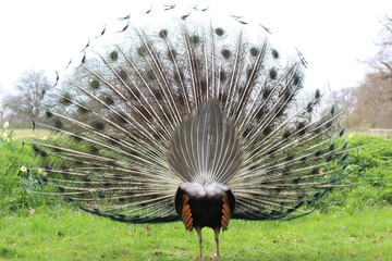 Peacock from Behind