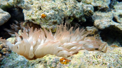 Clown fish, amphiprion (Amphiprioninae). Red sea clown fish.