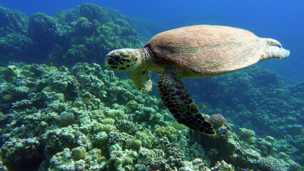 Naklejka na ściany i meble Sea turtles. Large reef turtle Bissa on the reefs of the Red Sea.
