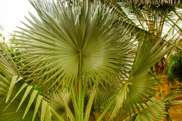 close up of palm