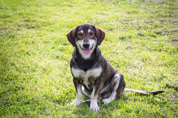 Naklejka na ściany i meble Happy and smiling dog outdoors on a sunny summer day. Copy space. Close-up.