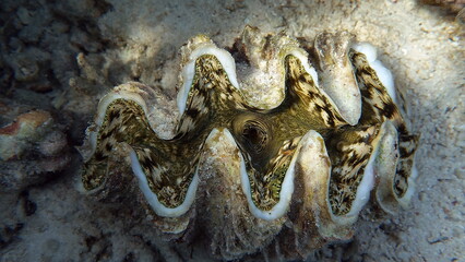 Rugose giant clam. Molluscs, type Mollusca. Bivalve mollusks. Family Tridacnidae - Tridacnidae. Large tridacna.
