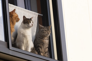 猫と暮らす　窓に並ぶ猫たち