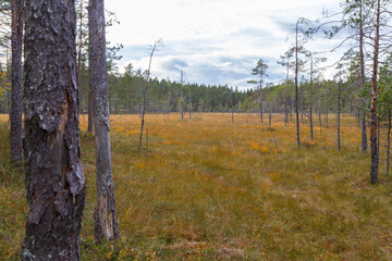 Fototapeta premium Pine trees at a swamp at the Helvetinjärvi National Park in the Pirkanmaa region in Finland, at autumn.