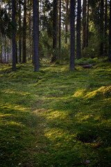 Beautiful view of mossy ground and trees in a lush and verdant forest at the Helvetinjärvi National Park in the Pirkanmaa region in Finland, in the evening sun at autumn.