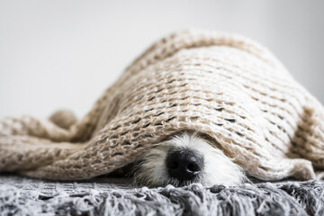 Nahaufnahme von einer Hundenase in eine beige Wolldecke gewickelt auf einem Bett. Terrier, klein, schlafen.