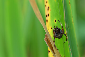 マコモの葉に潜むオニグモ