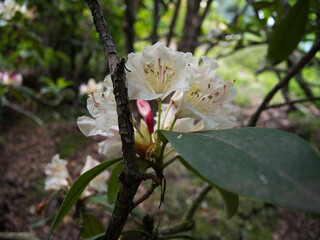 Flowering trees. Flower of Rhododendron. Pale pink color.