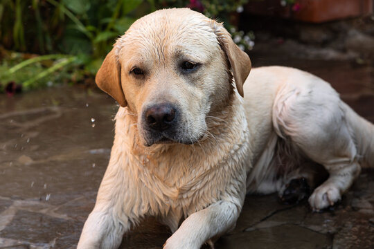 Labrador wash with a garden hose on a hot plate in the yard. Cute pet grooming pictures. Warm summer weather Selective focusing.