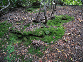Flowering trees. Stem of Rhododendron. Moss on the soil.