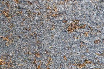 Old pine needles on a rough rock surface, top view. High resolution full frame textured background. Viewed from above.