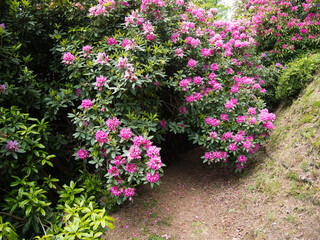 Fototapeta na wymiar Natural flower carpet from Rhododendrons. Paths in their forest.Natural Reserve of the Burcina Park, Italy.