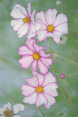 Delicate flowers of pink daisy kosmeya on a light delicate background. Soft selective focus.