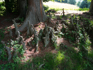 Strange growths from the roots of a tree