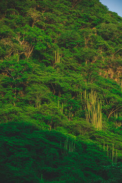Mexican Landscapes