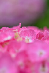 ピンク色のアジサイの花