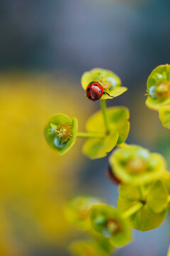 Detail of a tiny ladybug in the gardens