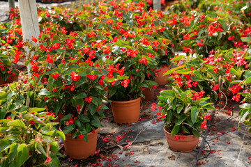 Colorful plantation of blooming potted begonia growing in greenhouse..