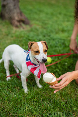 Cropped view of young woman holding ice cream near jack russell terrier dog