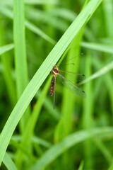 葉にとまるオオツノトンボ