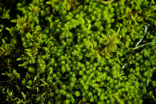 「むしる」の写真素材 | 50件の無料イラスト画像 | Adobe Stock