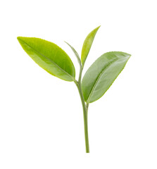 green tea leaf isolated on white background