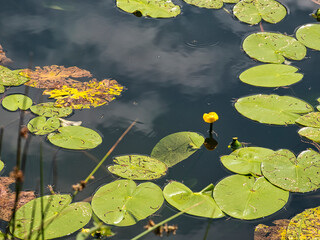 Yellow water lily in the lake. Water reflections.