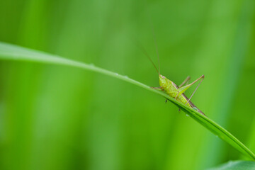 葉にとまるササキリ