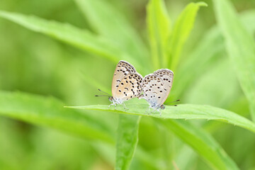 草にとまり交尾するシジミチョウ