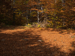 Autumn in the forest. Stone with moss. Rhodope Mountains, Bulgaria.