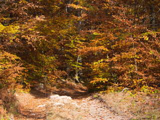 Autumn in the forest. Stone with moss. Rhodope Mountains, Bulgaria.