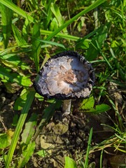 wilde mushroom with gray and black colors on a background of grass in the autumn season