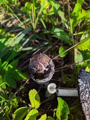 wilde mushroom with gray and black colors on a background of grass in the autumn season