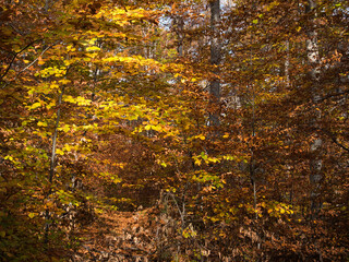 Autumn in the forest. Stone with moss. Rhodope Mountains, Bulgaria.