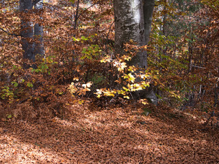 Autumn in the forest. Stone with moss. Rhodope Mountains, Bulgaria.