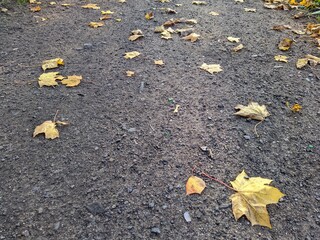sidewalk in the park with autumn leaves