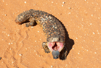 shingle back lizard in outback, Australia.