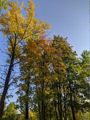 bright branches of trees in the autumn season against the blue sky