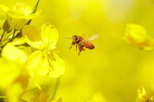 honey bee flying around rape flower