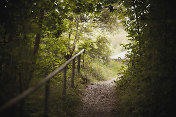 Path in forest