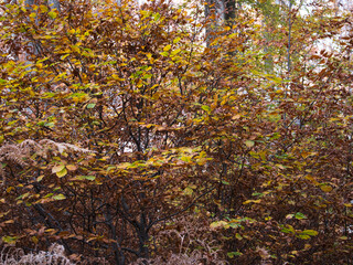 Autumn in the forest. Stone with moss. Rhodope Mountains, Bulgaria.