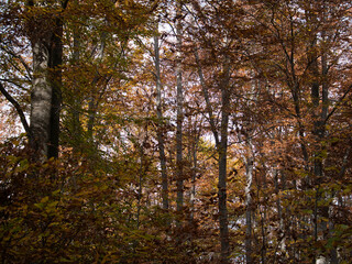 Autumn in the forest. Stone with moss. Rhodope Mountains, Bulgaria.