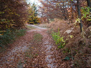 Autumn in the forest. Stone with moss. Rhodope Mountains, Bulgaria.