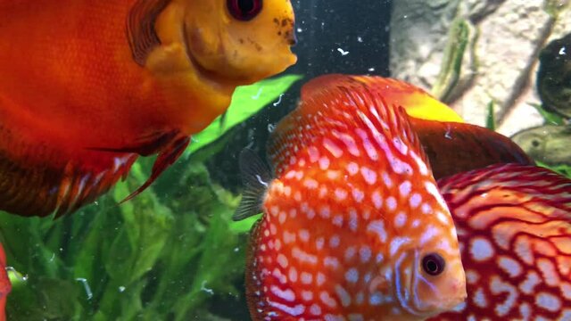 Wundersch&ouml;ne Diskus Fische im Aquarium