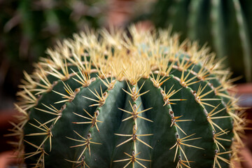 Green round prickly cactus with sharp thorns