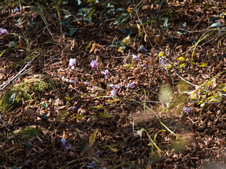 Autumn under the bushes. Rhodope Mountains , Bulgaria.